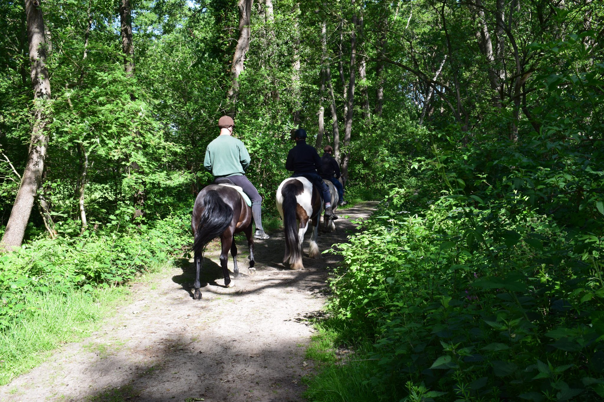 Camping de Balloohoeve — Photo 5 of 8